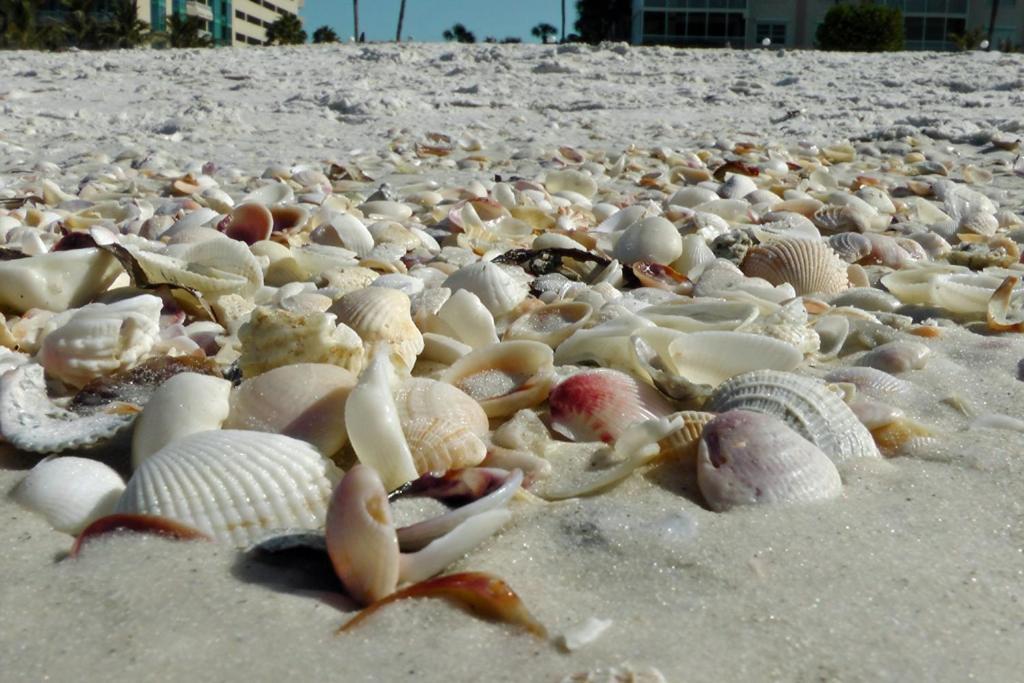 1+1 Large Condo Sarasota megye Kültér fotó